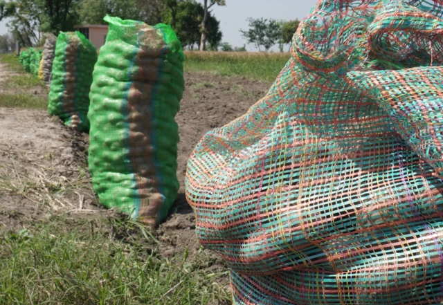 ਉੱਤਰ ਪ੍ਰਦੇਸ਼ ਆਲੂਆਂ ਦਾ ਸਭ ਤੋਂ ਵੱਡਾ ਉਤਪਾਦਕ ਸੂਬਾ ਹੈ