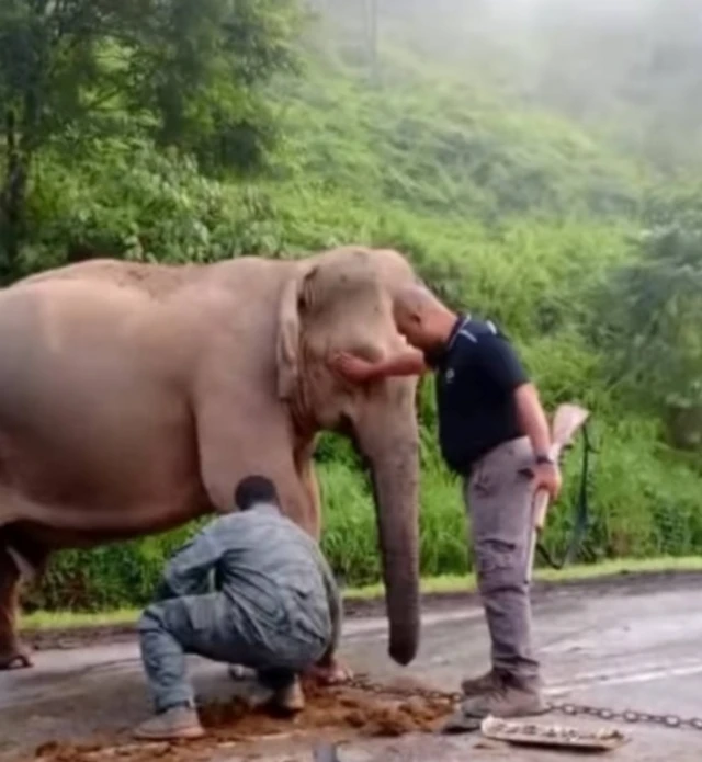 induk gajah, anak gajah