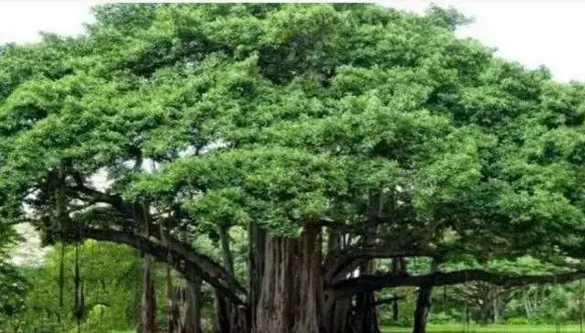 झाडाचे संग्रहित छायाचित्र