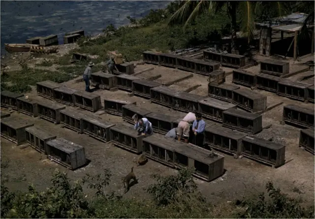 Imagen de 1938 cuando unos 400 monos fueron traídos de India y liberados en Cayo Santiago por el científico Clarence Carpenter. 
