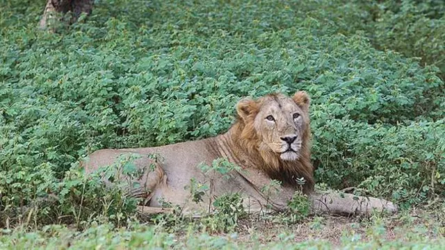 દેશી કુવાડીયો નુકસાનકારક કેમ, વિદેશી પ્રજાતિ કુંવાડિયાને કેવી રીતે કાઢવો, રાજકોટ અને ગીરનાર સૌરાષ્ટ્રમાં ખેડૂતો પશુપાલકો અને માલધારીઓમાં ચિંતા, Senna tora Senna uniflora, બીબીસી ગુજરાતી કૃષિ સમાચાર