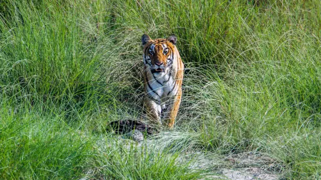 காட்டில் வாழும் புலிகளை செல்லப் பிராணியாகக் கொடுக்க பரிந்துரைக்கும் நேபாள பிரதமர் – ஏன்?