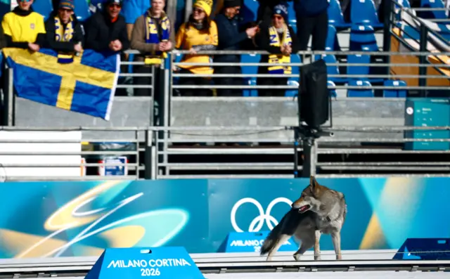 Pas na stazi tokom kvalifikacija u ženskom timskom sprintu u skijaškom trčanju na Zimskim olimpijskim igrama u Italiji 2026.