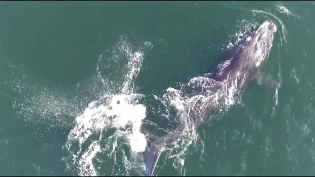 Далай китти сактап калса болгудай...