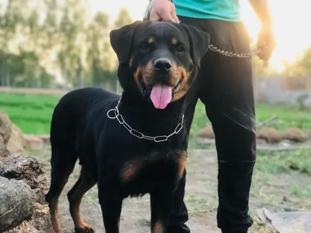 வீட்டில் நாய் வளர்ப்பவர்கள் முக்கியமாக பின்பற்ற வேண்டிய விதிமுறைகள் என்ன?