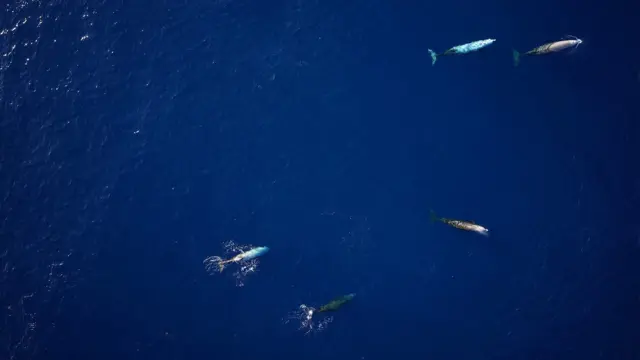 바다에서 헤엄치는 부리고래떼를 항공뷰로 촬영한 사진