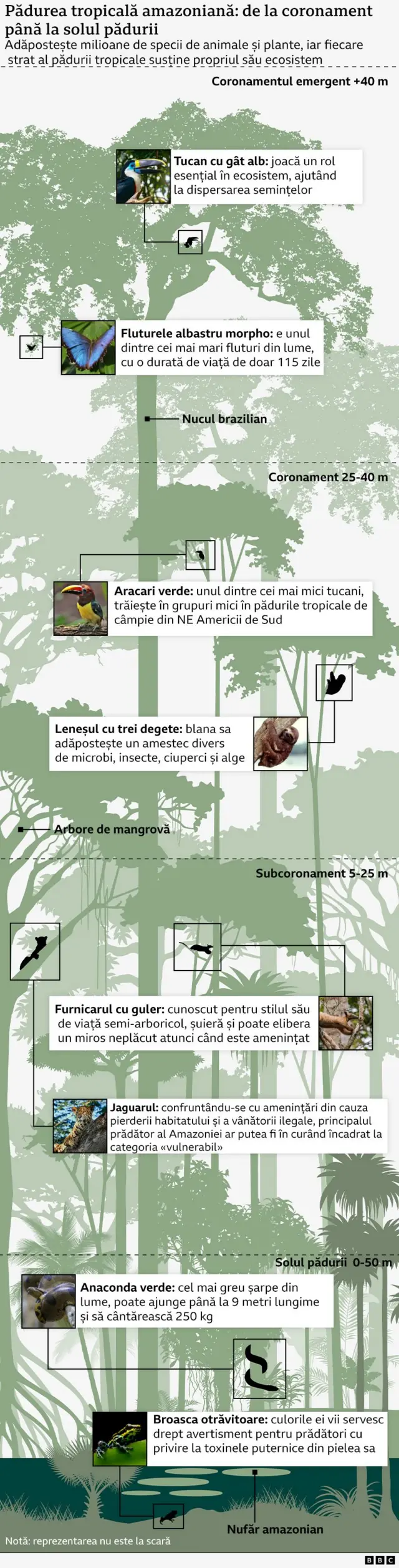 Infografic ce arată unele dintre plantele și animalele care trăiesc în Amazonia.