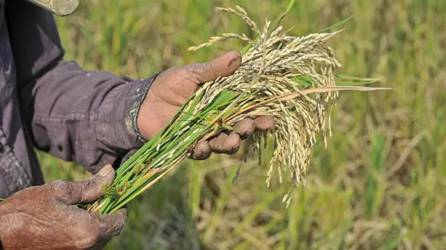 চিটা পড়া ধান।