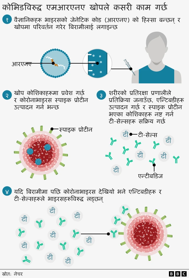 खोपले कसरी काम गर्छ भनेर देखाउने चित्र