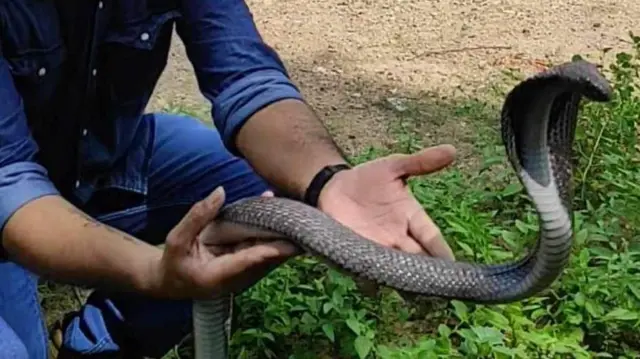 ઘોડો, સાપ, સાપનું ઝેર, બીબીસી ગુજરાતી, ગુજરાતી, વલસાડ