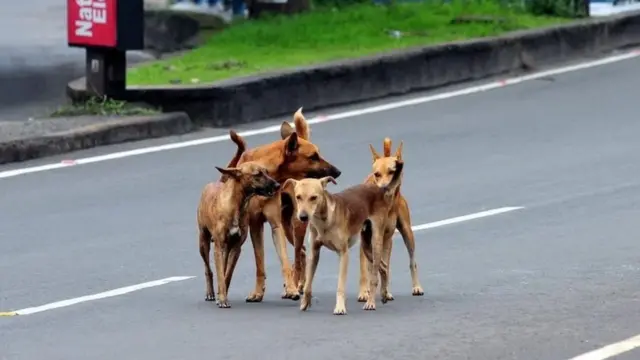 நாய்களை பிடிப்பவர்களின் எண்ணிக்கை குறைந்த அளவிலே இருப்பது இந்த முயற்சிக்கு பெரும் தடையாக உள்ளது.