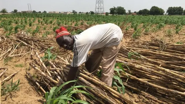 Haruna Isah na maize and groundnut farmer