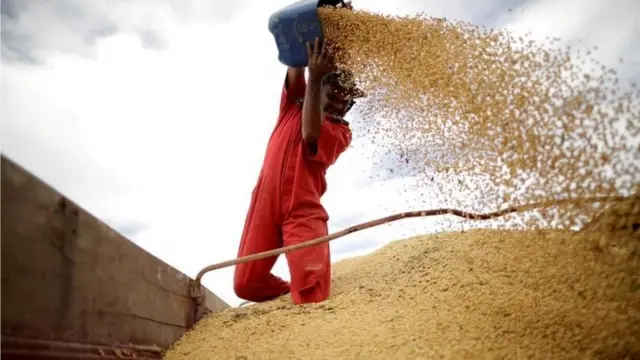 Trabalhador manuseando grãos de soja na carreta de um caminhão sojeiro com o auxílio de um balde