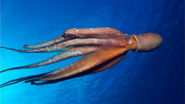 Pieuvre de jour (Octopus Cyanea)
