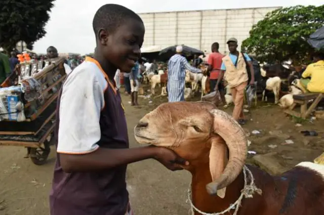 Les gens célèbrent aussi la fête en sacrifiant un animal, comme celui-ci, acheté sur le marché d'Abidjan, en Côte d'Ivoire.