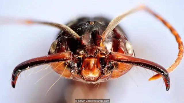 ट्रॅप-जॉ अँट