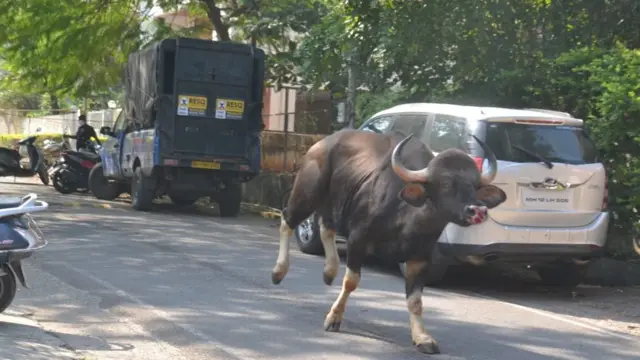 पुणे गवा