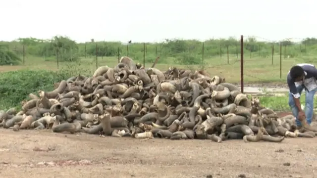 पशुओं के सींग