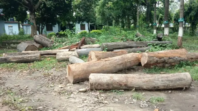 कञ्चनपुरमा तस्करबाट बरामद गरिएको काठ