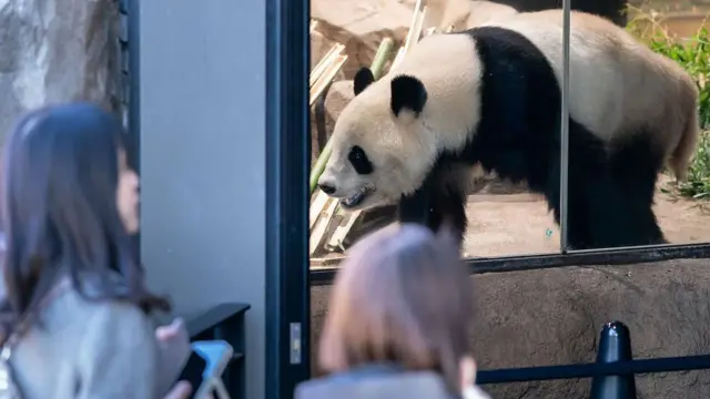 大熊猫“晓晓”在围栏里走来走去,两个女人在一旁看着。