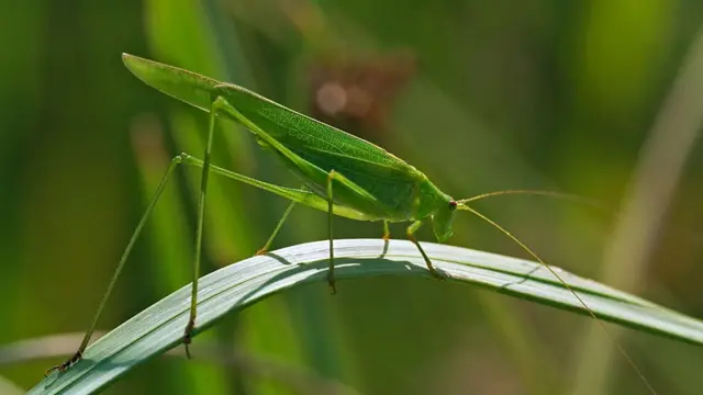 এক ধরনের ফড়িংএর মাধ্যমে টুংরো ভাইরাস ছড়ায়
