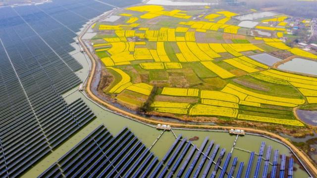 Hoa cải dầu nở rộ bên cạnh một nhà máy điện mặt trờ lắp đặt trên một hồ chứa, ở tỉnh An Huy, Trung Quốc, bao phủ một khu vực 160ha, tạo ra 110 triệu kWh điện vào 2018