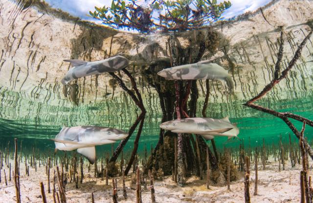 Детеныши лимонной акулы в мангровых зарослях на Багамах