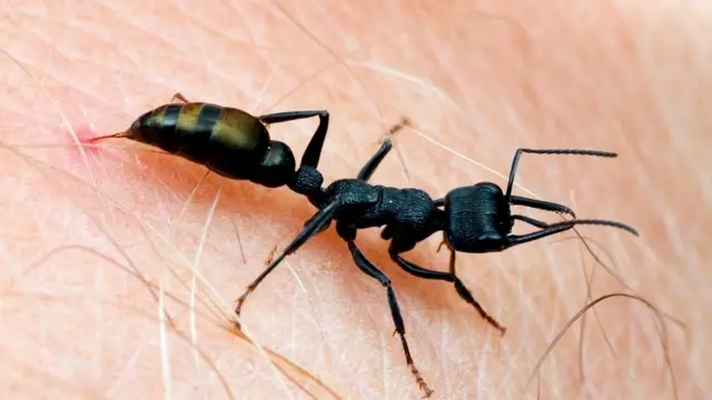 Муравей-бульдог (Myrmecia piliventris) жалит свою жертву