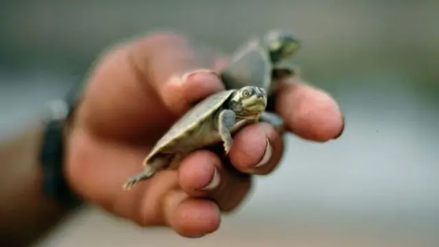 அமேசான்