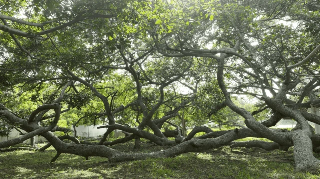 పిల్లలమర్రి