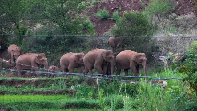 யானைகள் மாதிரிப் படம்