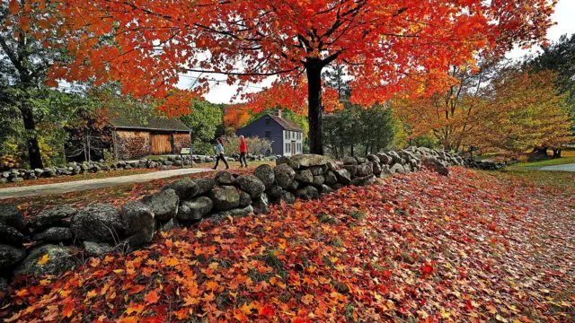 樹木披上金黃與火紅的葉色，陽光穿透枝葉，映出斑斕光影