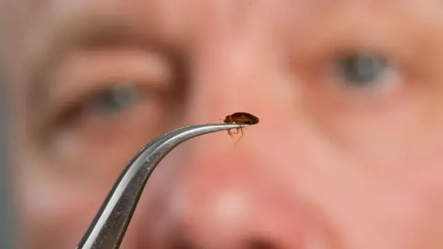 একটা চালের চেয়েও লম্বায় ছোট হয় ছারপোকার আকৃতি।