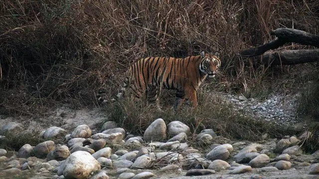 করবেটের কোর এরিয়ায় বাঘের বিচরণ