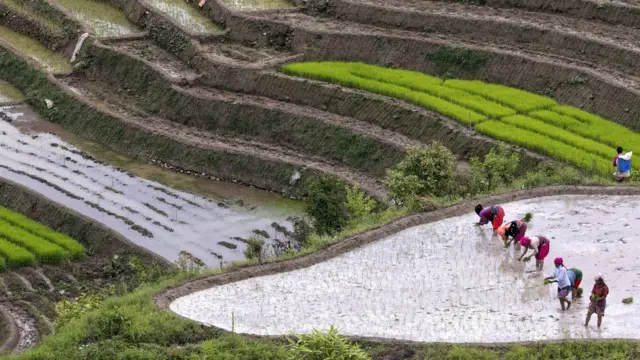 कृषिगणना 