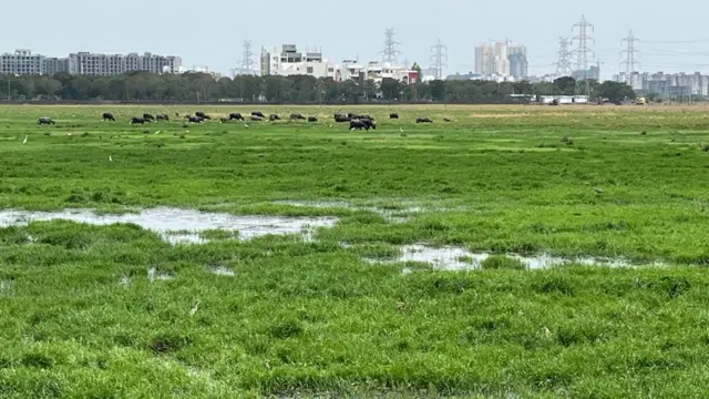 பள்ளிக்கரணை, தமிழ்நாடு மாநில ஈரநில ஆணையம், ராம்சார் தளம், சென்னை