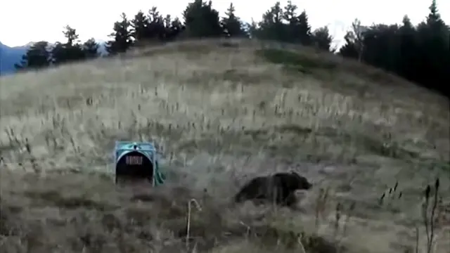 Соріту відпускають на волю в горах