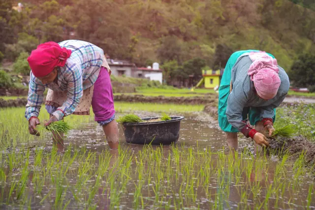 પ્રતીકાત્મક તસવીર
લૅપ્ટોસ્પાયરોસિસ, સુરત, નવસારી, તાપી,ખેતર, ખેતમજૂરો, બીમારી,આરોગ્ય, ડૉક્ટર, સારવાર, મોત, ગંભીર બીમારીનાં લક્ષણો, ઉપચાર, ચોમાસું, વરસાદ, ખેતી, બીબીસી ગુજરાતી