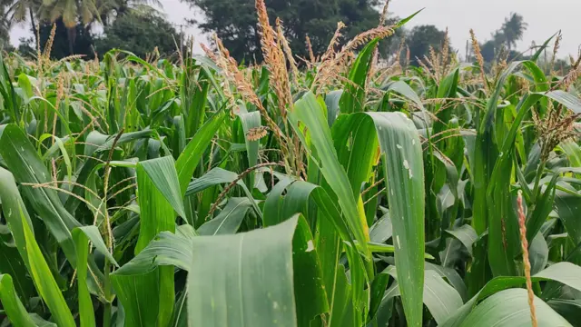 மக்கா சோளம் சாகுபடி பூச்சி தாக்குதல் விவசாயம்