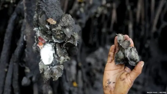 ਬ੍ਰਾਜ਼ੀਲ ਵਿੱਚ ਮੱਛੀ ਤੇ ਕੇਕੜੇ ਫੜਣਾ ਕਿਉਂ ਹੈ ਖ਼ਾਸ