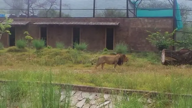 नाहरगढ़ जैविक उद्यान