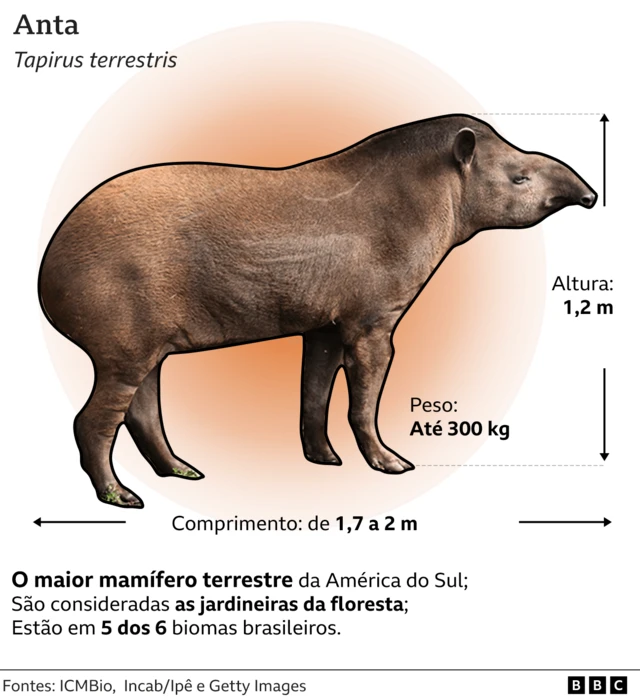 Card com informações sobre a anta