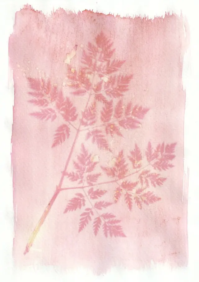 An anthotype print of a pink piece of foliage