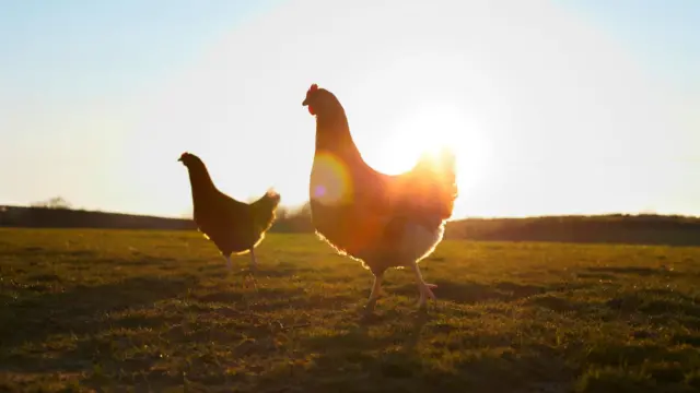 संग्रहित छायाचित्र