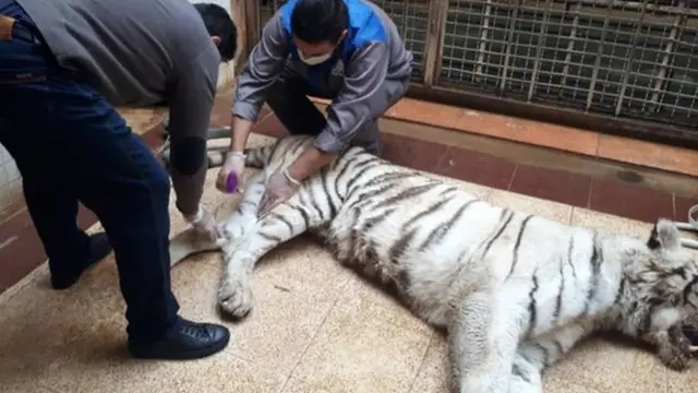 ببر