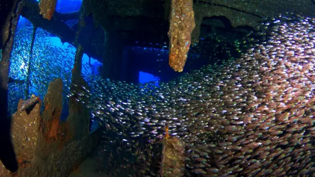 Грузовое судно Chrisoula K затонуло в Красном море, наткнувшись на коралловый риф