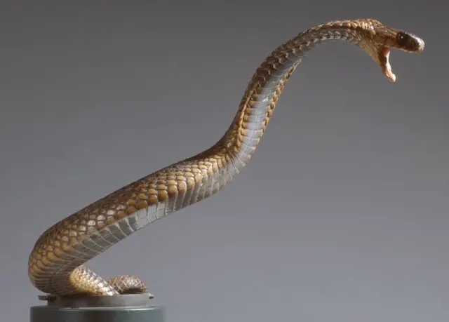 Cobra egipcia