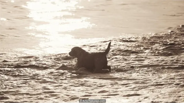 Cão no mar