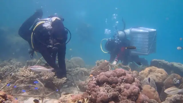 Penyelam perempuan membersihkan substrat karang di dasar laut.