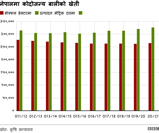 कोदो खेती 